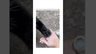 We dont deserve red Pandas. ♥️