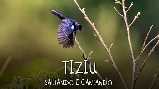 Ave Tiziu (Volatinia jacarina) saltando e cantando - Brasil