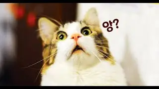 너 피아노 칠 줄 아니? | VIva la Vida Coldplay