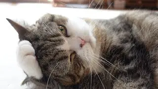 耳が痒くなっちゃったねこ。-Maru’s ears became itchy.-
