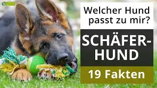 Ist ein Schäferhund der richtige Hund für mich? 19 Fakten über Schäferhunde!