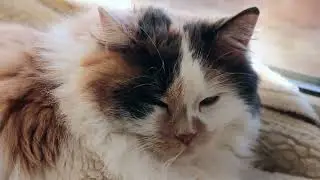 котики