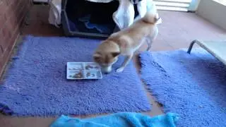 Kortmar Shiba Inu Live Stream - Emmy Bubbas