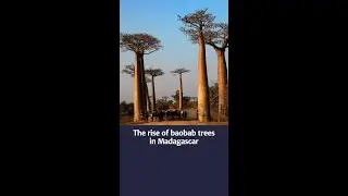 The rise of baobab trees in Madagascar