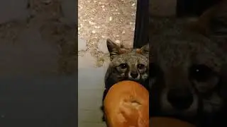 F.O.T.D. #384 The old friendly fox