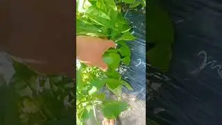 томаты в открытом грунте. часть 2