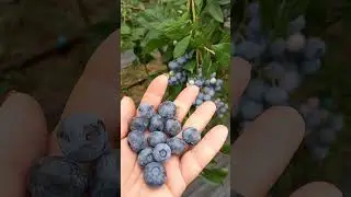 СЕКРЕТ КРУПНОЙ ЯГОДЫ- это ...