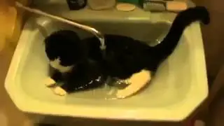 Кот принимает душ в раковине Юмор! Прикол! Смех