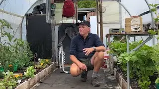 How I’m making gardening easier in the polytunnel