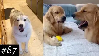 funniest dogs ever compilation pt.8