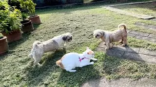 Indoor Cat Ficus Goes to His Doggie Sisters After Being Snubbed by the Outdoor cats