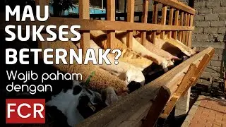 Menghitung Rasio Konversi Pakan