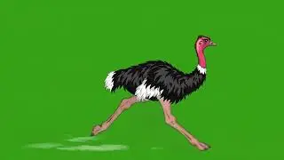 Ostrich Animal Running Green Screen | Animal Stampede Green Screen