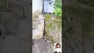 snake video || 🔥🤯😱 #shorts #shortfeed #short