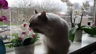 miauw