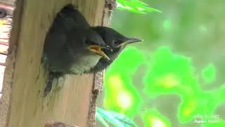 Ну очень голодные.. Птенцы скворцов ждут родителей. Well, very hungry.. Starling chicks are waiting.