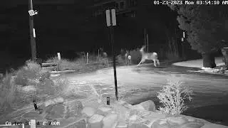 Coyote chases deer