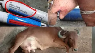 High Milking Gir Cow me bigda huva udder ko kaise thik kiya jaye... is bare me jankari..