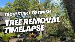 Tree Removal Timelapse from Beginning to End