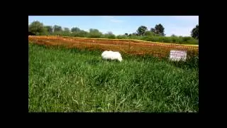 Marymoor Dog Park, 5/14/2014