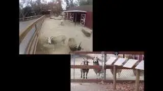 go to the zoo pt  3