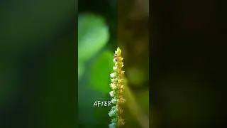 before after video. #editingtutorial #nature #slowmo #art #slowmode #slowmotion #cat #slow