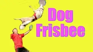Dog Frisbee: Tips and Tricks
