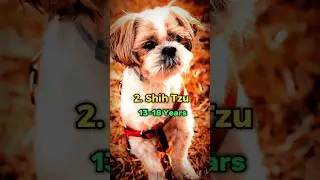 Top 5 Longest Living Dog Breeds In the World 🐶 || #shorts #dog #viral