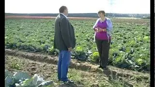 Сад и огород. Капуста белокочанная