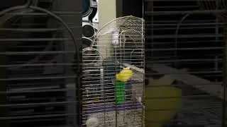 Сары попугайдың ойыншығы 🤩