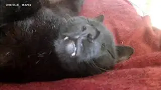My Cat Struggling With Lockdown