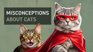 Misconceptions about cats