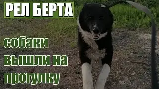 лайка Берта и спаниель Ричи гуляют возле дома, а Найда от ревности хочет перепрыгнуть забор 😳🐾