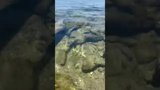 Красное 🌊 море. Пляж отеля Concorde El Salam #2024 #sharmelsheikh