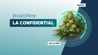LA Confidential - Strainview