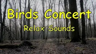 Birds song - forest in the morning - relax 4k