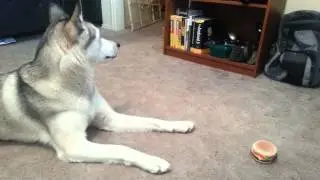 Burping Siberian Husky!