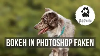 In PHOTOSHOP einen unscharfen Hintergrund 