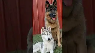 German Shepherd vs Huskies🤣🐕#shorts #dog #doglover #dogs #husky #huskydog #germanshepherd