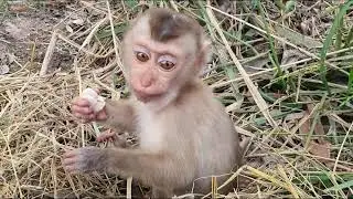 Cute tiny baby monkey training 
