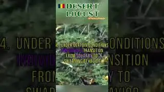 🦗 Desert Locust Invasion #shorts  #locusts