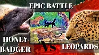 EPIC BATTLE: HONEY BADGER AGAINST 3 LEOPARDS.