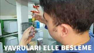 KUŞLARDA ELLE BESLEME - FORPUS PAPAĞANI YEM KARIŞIMI