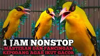 Podang kuning gacor SUARA KEPODANG EMAS GACOR DURASI PANJANG BUAT PANCINGAN KEPODANG AGAR BUNYI