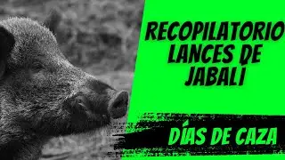 ¡LA MEJOR RECOPILACIÓN DE CAZA DEL JABALÍ!
