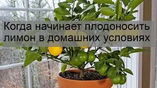 Когда начинает плодоносить лимон в домашних условиях
