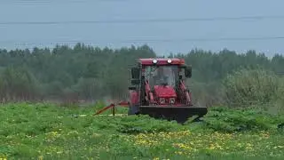 Борщевик Сосновского - ядовитое растение. Им "заражено" 50,7 гектара земель в округе.