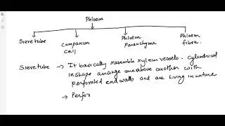 ANATOMY PERMANENT TISSUE 2