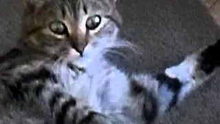 Кот заметил камеру