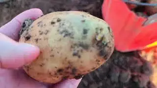 день другий яка вродила картопля